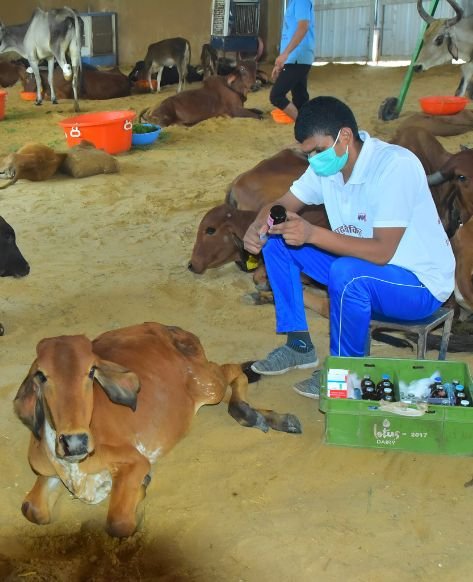 Cow Donation (गौदान) - Image 2