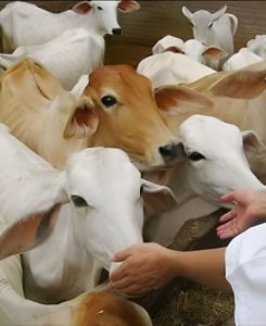 gau seva