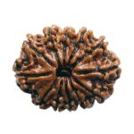 Natural 12 Mukhi Rudraksha – Authority & Growth Bead