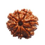 Authentic 8 Mukhi Rudraksha – Obstacle Removal Bead