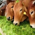 Gau Seva – Hara Chara Seva